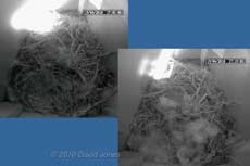 The Sparrows - soft bedding brought in this afternoon, 20 April