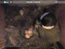 The female Great Tit inspects seven eggs, 20  April