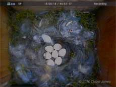 The Great Tits' seven eggs exposed this afternoon, 20  April