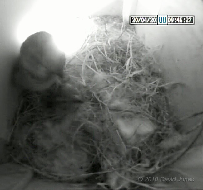 The Sparrows mating this morning - 1, 20  April