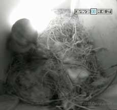 The Sparrows mating this morning - 1, 20  April