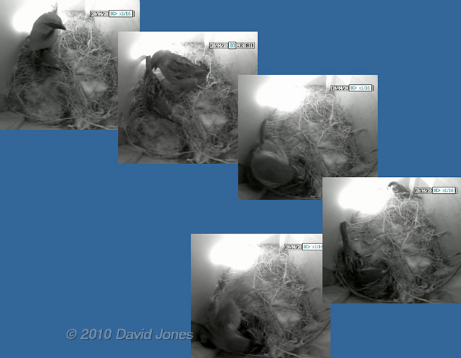 The Sparrows mating this morning - 2, 20  April