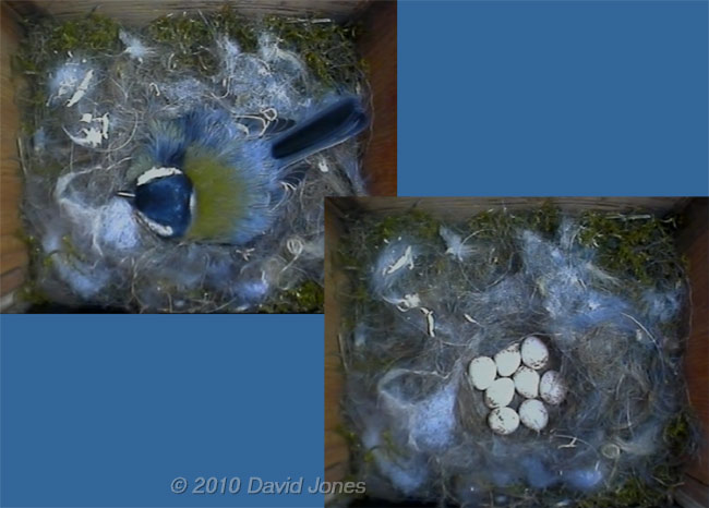 The Great Tit sits, and then exposes eight eggs this afternoon, 21  April