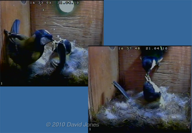 The Great Tit female is fed by her partner, 21  April