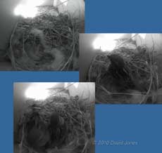 The House Sparrows add to their nest this afternoon, 25 April 2010