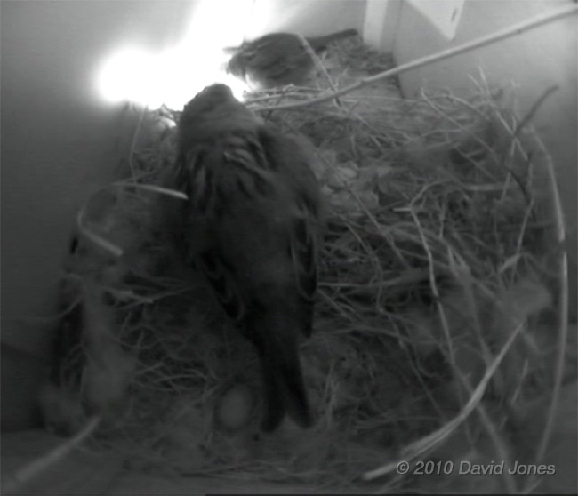 The House Sparrows' first egg, 25 April 2010