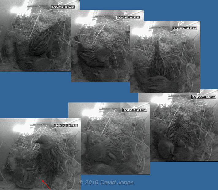 The House Sparrows' interaction as their first egg is laid, 25 April 2010