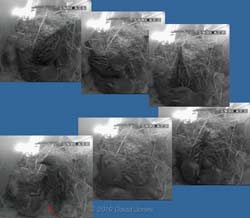 The House Sparrows' interaction as their first egg is laid, 25 April 2010