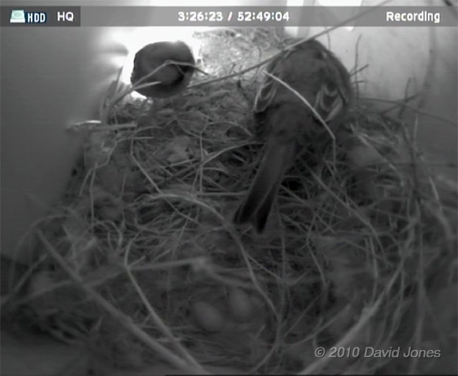 The House Sparrows' second egg, 26 April 2010