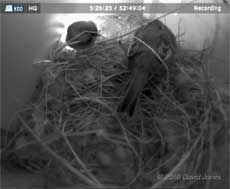 The House Sparrows' second egg, 26 April 2010