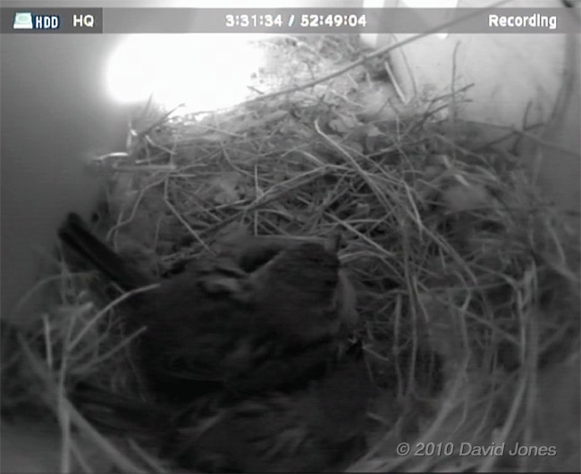 The House Sparrows sit together on their eggs, 26 April 2010