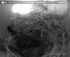 The House Sparrows sit together on their eggs, 26 April 2010