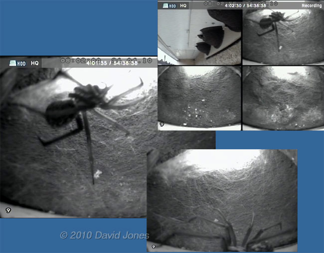 A spider moves into one of the House Martin nests, 26 April