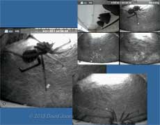 A spider moves into one of the House Martin nests, 26 April
