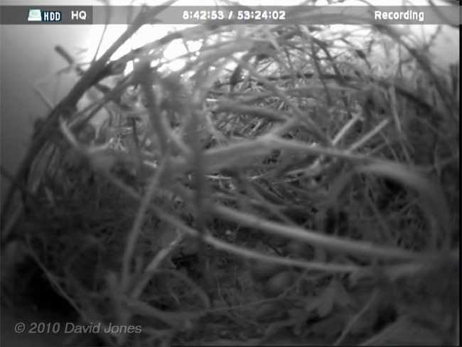 The House Sparrows' third egg is just visible, 27 April 2010