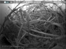 The House Sparrows' third egg is just visible, 27 April 2010