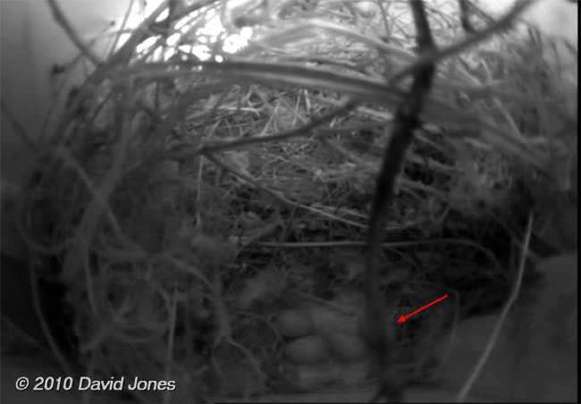 The House Sparrows' four eggs, 28 April 2010