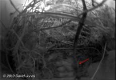 The House Sparrows' four eggs, 28 April 2010