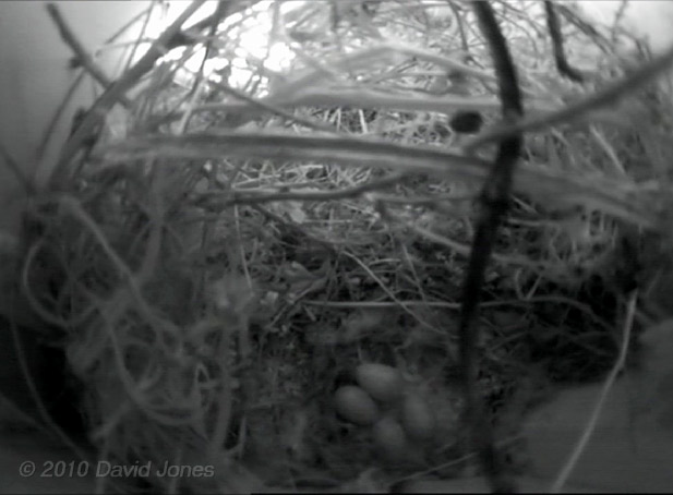 The House Sparrows' four eggs seen clearly later in the morning, 28 April