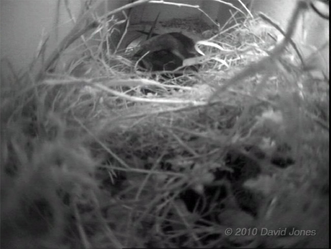 A Swift climbs on top of the Sparrows' nest, 29 April - 1