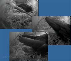 A Swift settles down to roost, 29 April