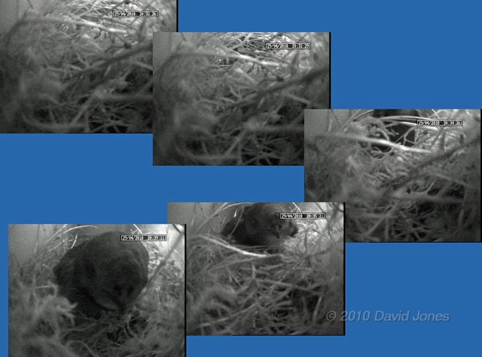 A Swift climbs on top of the Sparrows' nest, 29 April - 2