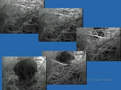 A Swift climbs on top of the Sparrows' nest, 29 April