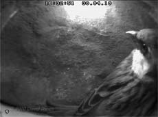 A male Sparrow inspects a House Martin nest - 30 April