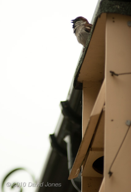 The evicted male Sparrow sings above the Swift box - 30 April