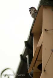 The evicted male Sparrow sings above the Swift box - 30 April