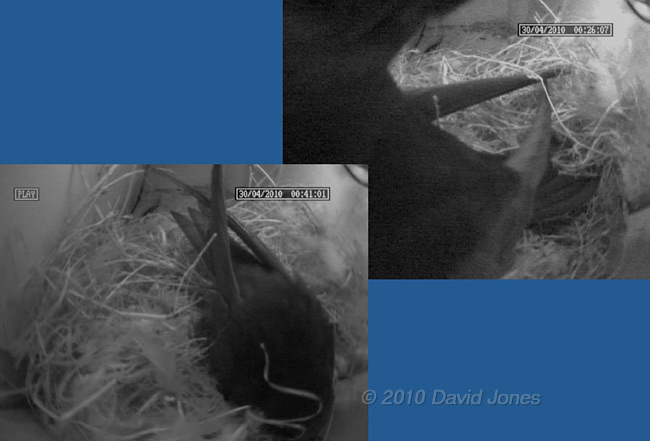 Swift attacks something in top corner of box just after midnight, 30 April