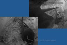 Swift attacks something in top corner of box just after midnight, 30 April