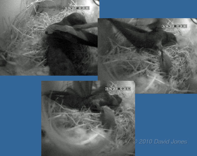 Swift attacked by House Sparrow at 2.24am