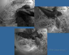 Swift attacked by House Sparrow at 2.24am