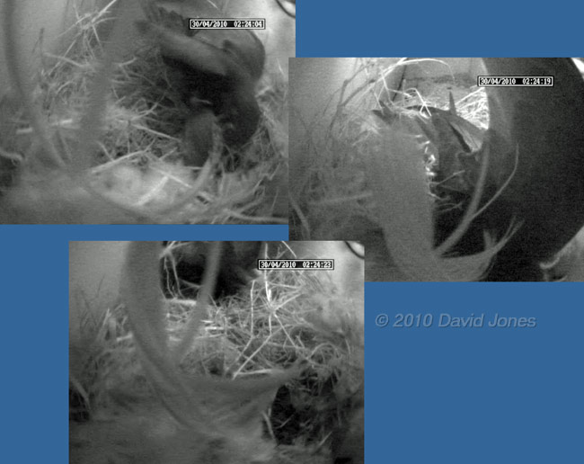 Sparrow evicted by Swift