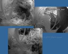 Sparrow evicted by Swift