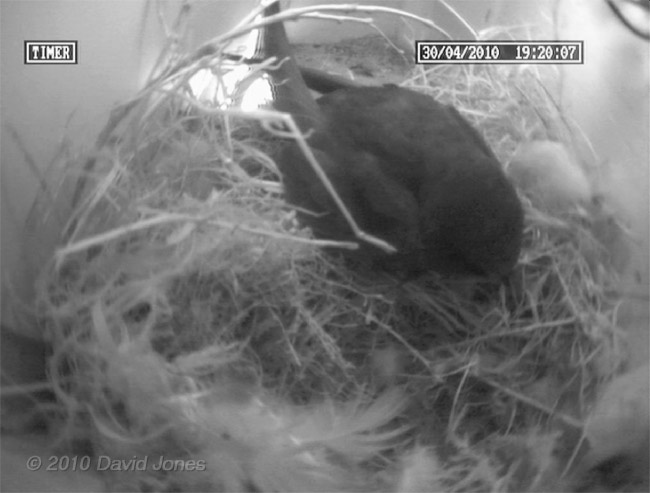 The Swift returns to roost this evening - 30 April - 1