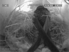 The Swift returns to roost this evening - 30 April