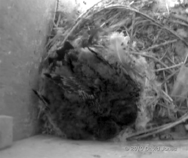 Swift chicks (15 days old) in SW(LE), 1 July