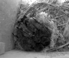 Swift chicks (15 days old) in SW(LE), 1 July