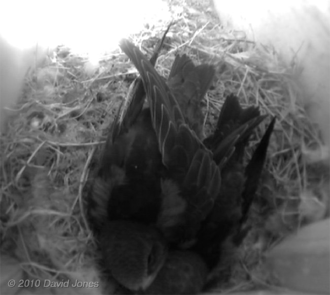 Swift chicks (22 days old) in SW(UP) - 2, 1 July