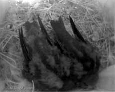 Swift chicks (22 days old) in SW(UP), 1 July