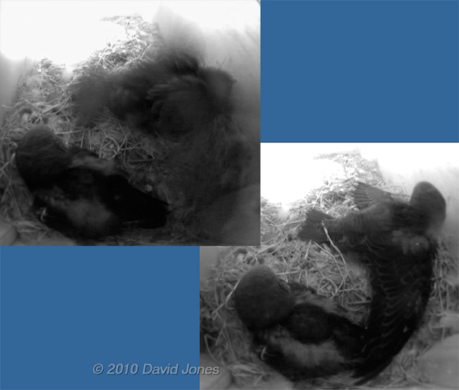 One of the Swift chicks  in SW(UP) exercises its wings, 1 July