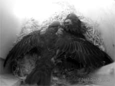 Swift chicks (22 days old) in SW(UP) - wing stretching, 1 July