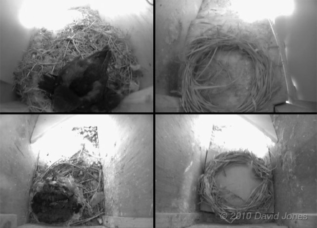 Swifts - quad image showing two pairs of chicks, 1 July