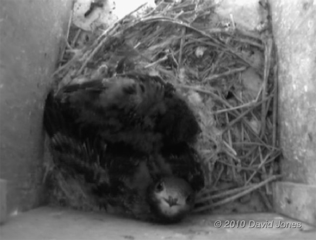 A Swift chick in SW(LE) looks at the camera, 3 July