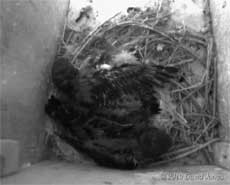 A Swift chick in SW(LE) stretches a wing, 3 July