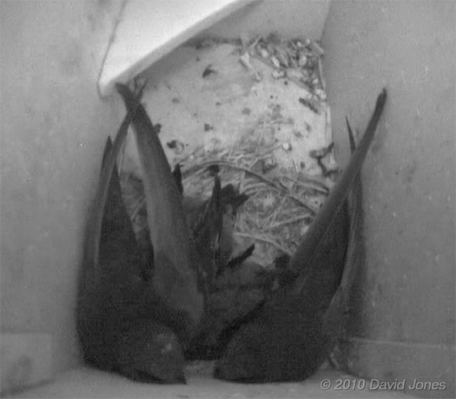 The Swift family in SW(LE) tonight, 3 July