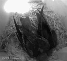 The Swift chicks in SW(UP) - 1, 3 July