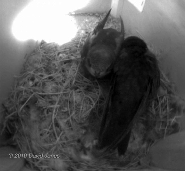 The Swift chicks in SW(UP) - 2, 3 July
